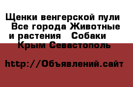 Щенки венгерской пули - Все города Животные и растения » Собаки   . Крым,Севастополь